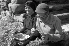 DEGRANANDO GARBANZOS